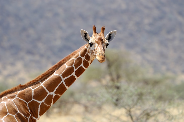 Photo gratuit la girafe dans la nature