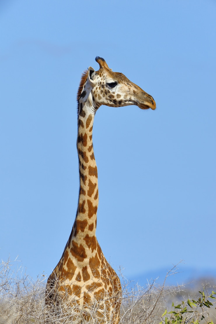 Photo gratuit girafe dans le parc national du kenya