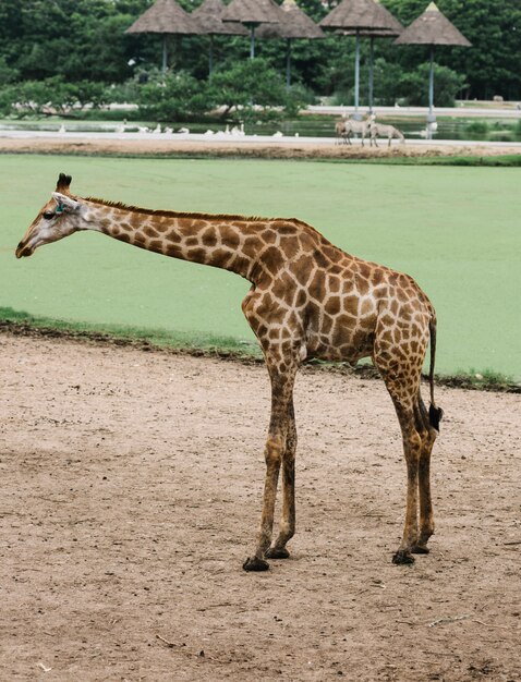 Une girafe dans un parc en plein air