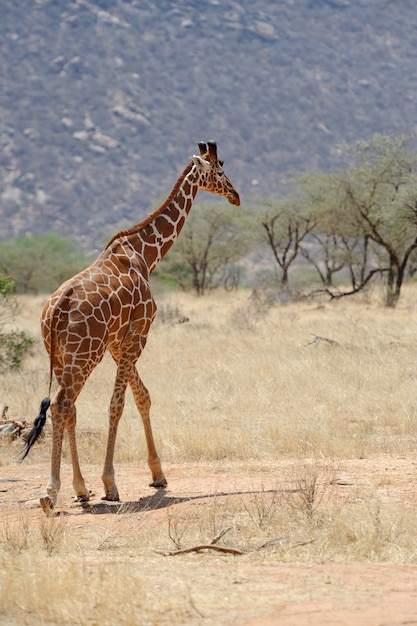 Photo gratuite girafe à l'état sauvage