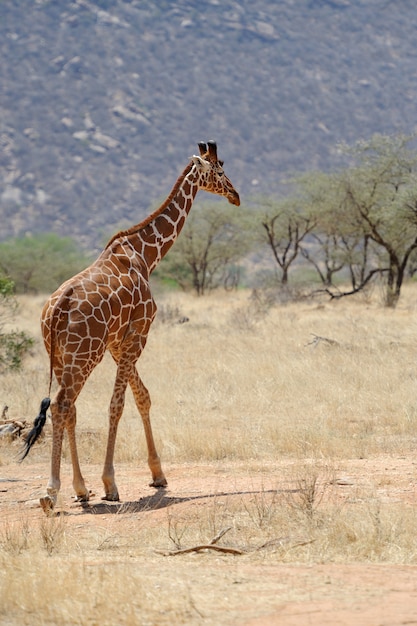 Girafe à l'état sauvage