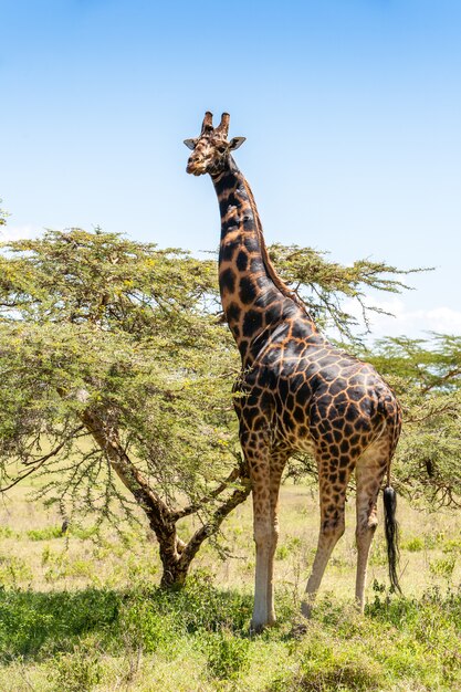 Girafe sur fond d'herbe