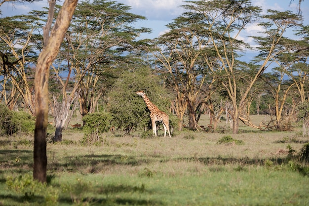 Photo gratuite girafe sur une herbe