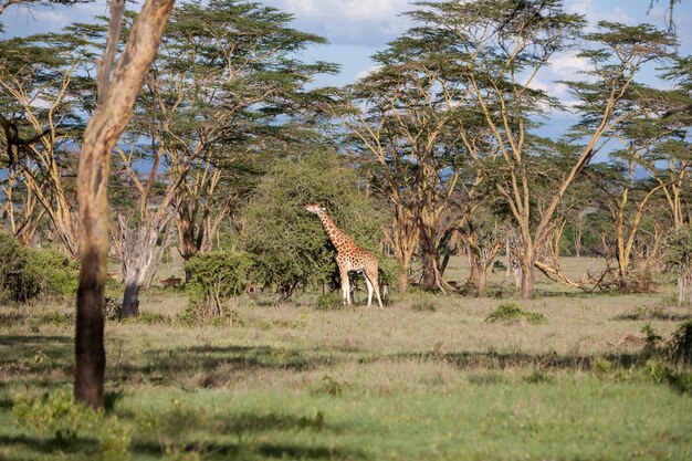 Girafe sur une herbe