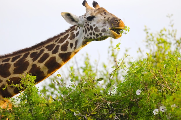 Girafe Masai dans le parc national de Tsavo East, Kenya, Afrique