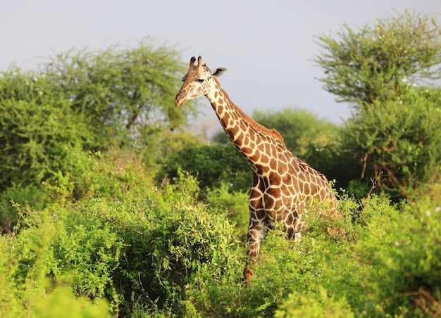 Girafe Massai mignon dans le parc national de Tsavo East, Kenya, Afrique