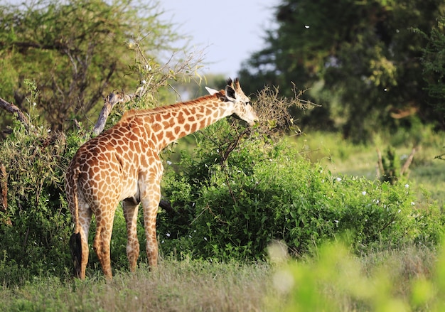 Girafe Massai mignon dans le parc national de Tsavo East, Kenya, Afrique