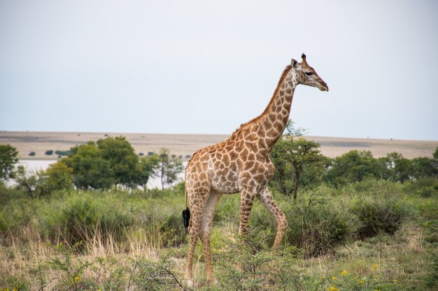 Girafe solitaire marchant dans une forêt avec beaucoup d'arbres verts