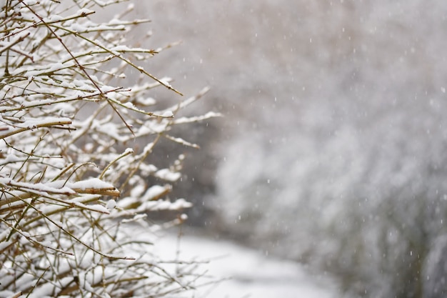 Givre et neige sur les branches. Beau fond saisonnier d&#39;hiver. Photo de nature gelée