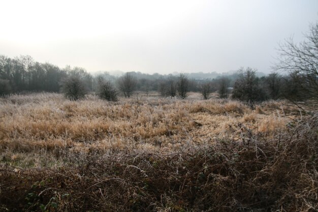 Givre de tir panoramique sur les herbes et les arbres sur un champ