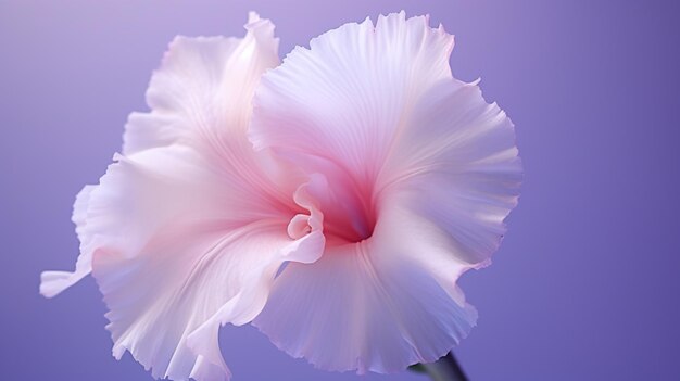 Un gladiole rose sur un fond pâle