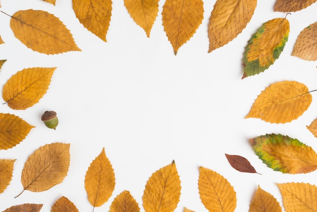 Photo gratuite gland à l'intérieur de la bordure de la feuille