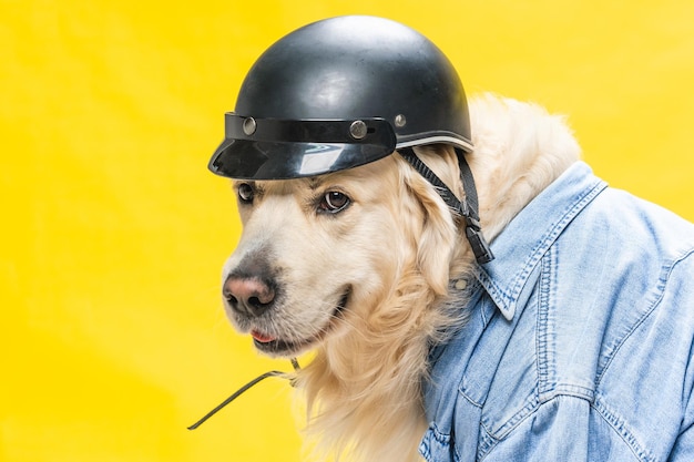 Golden retriever blanc posant en studio en look motard, veste en jean et casque noir