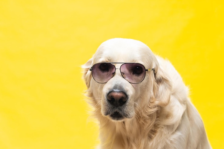 Photo gratuit golden retriever blanc posant en studio avec des vêtements de ville et des lunettes, look d'artiste musical