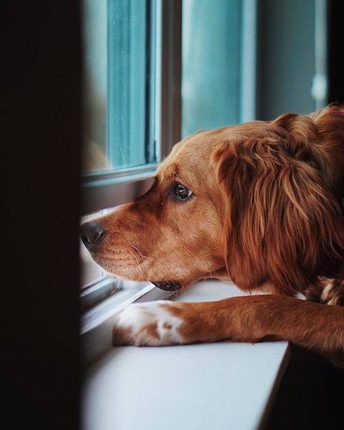 Golden Retriever bouleversé domestique regardant par une fenêtre et manquant son propriétaire