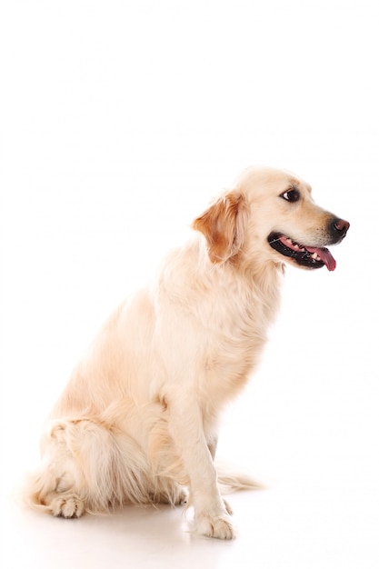 Photo gratuite golden retriever mignon