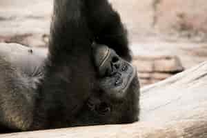 Photo gratuite gorille