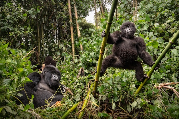 Photo gratuite gorilles de montagne gorilla beringei beringei