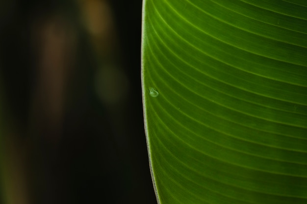 Goutte d&#39;eau sur les feuilles