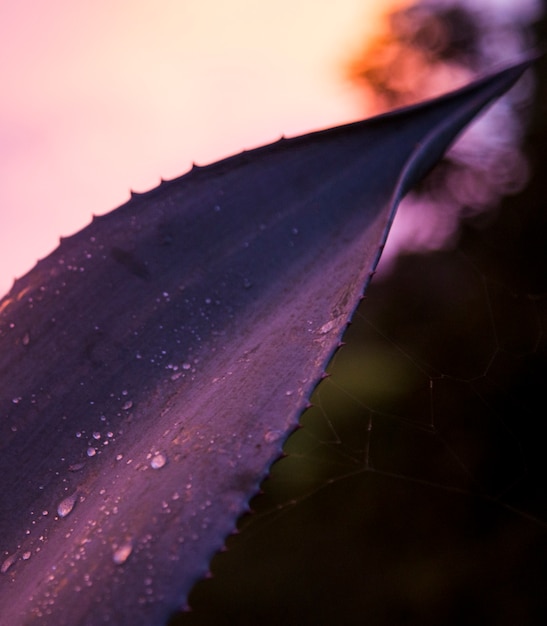 Photo gratuite goutte de rosée sur une plante de cactus tôt le matin dans la forêt tropicale du costa rica