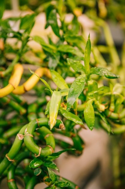 Goutte de rosée sur tige tordue de bambou porte-plante avec feuilles vertes