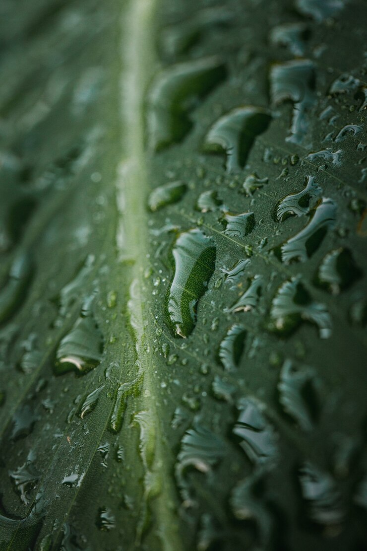 Photo gratuit gouttelettes d'eau sur feuille verte