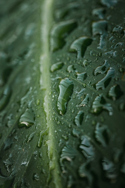 Gouttelettes d'eau sur feuille verte