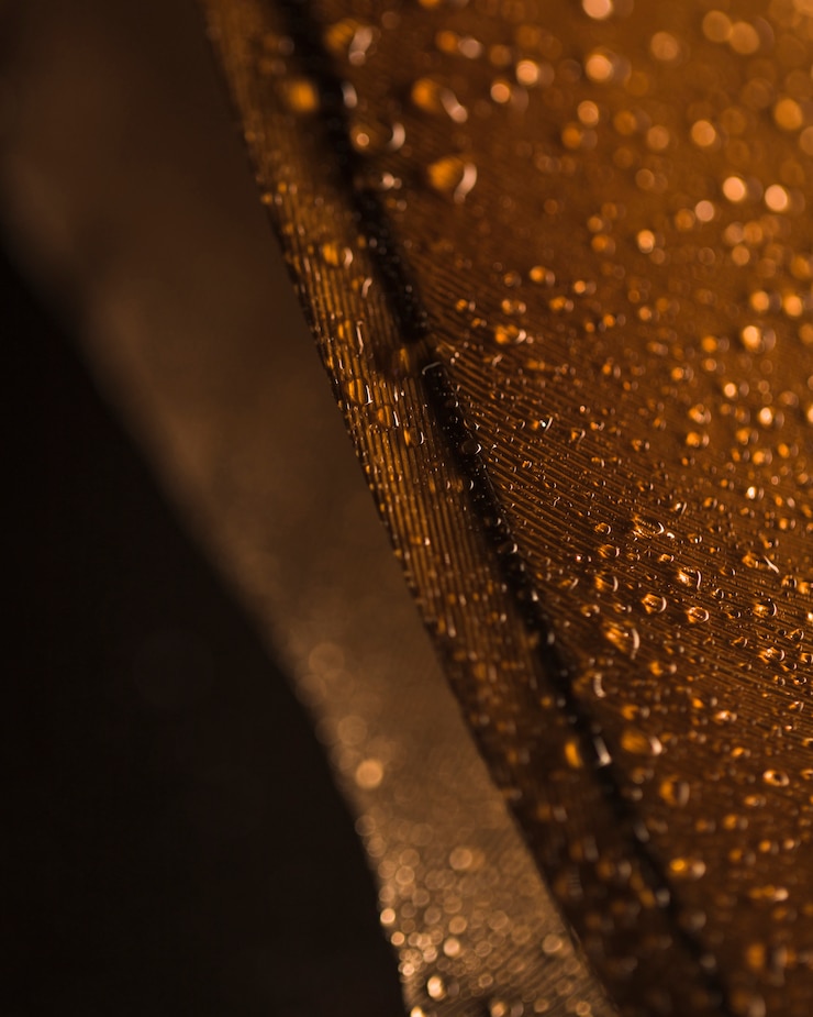 Photo gratuit gouttelettes d'eau sur la surface de la plume brune sur fond flou