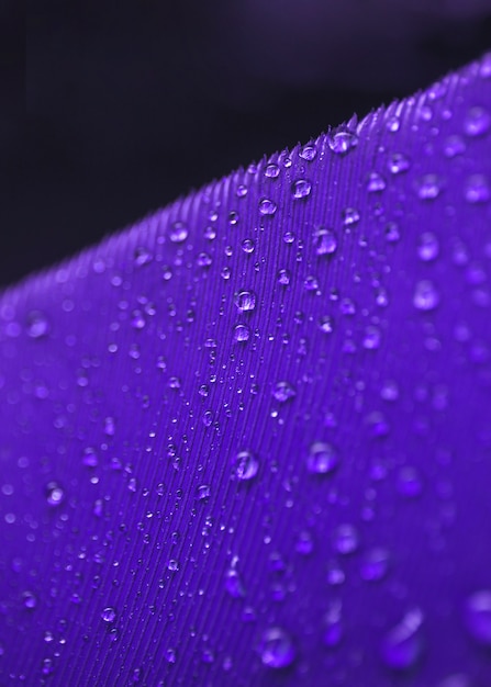 Gouttelettes d&#39;eau sur la surface de la plume pourpre sur fond noir