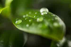 Photo gratuite gouttes d'eau sur les feuilles