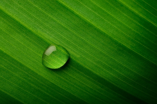 Photo gratuite gouttes d'eau tombant sur les feuilles de bananier