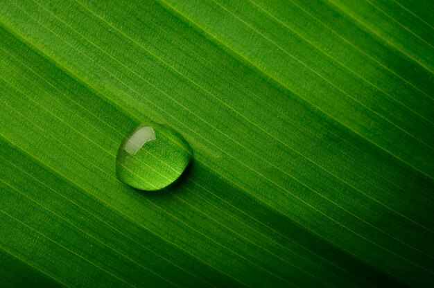 Gouttes d'eau tombant sur les feuilles de bananier