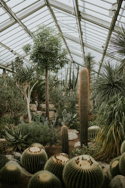 Grain de film rétro à effet de serre de cactus, à Kew Garden, Londres