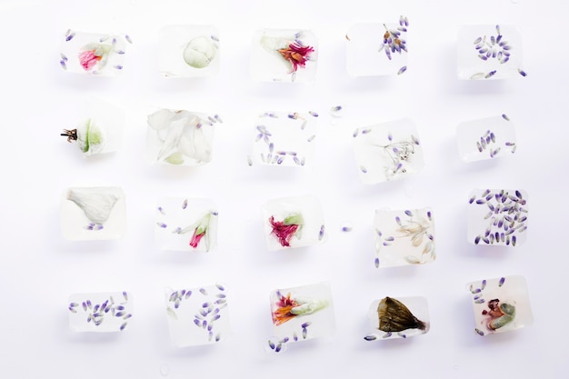 Graines et fleurs en cubes de glace