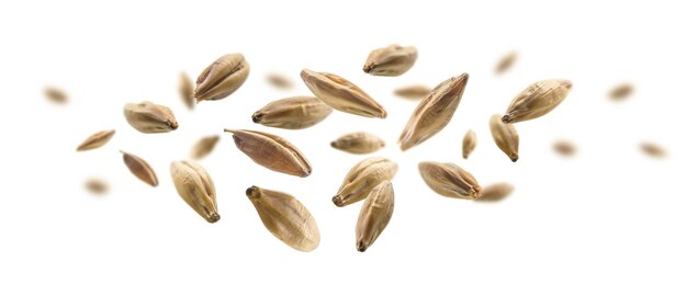 Les grains de malt d'orge lévitent sur un fond blanc