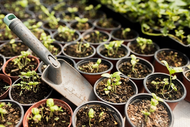 Photo gratuite grand angle des plantes en pot et de la pelle