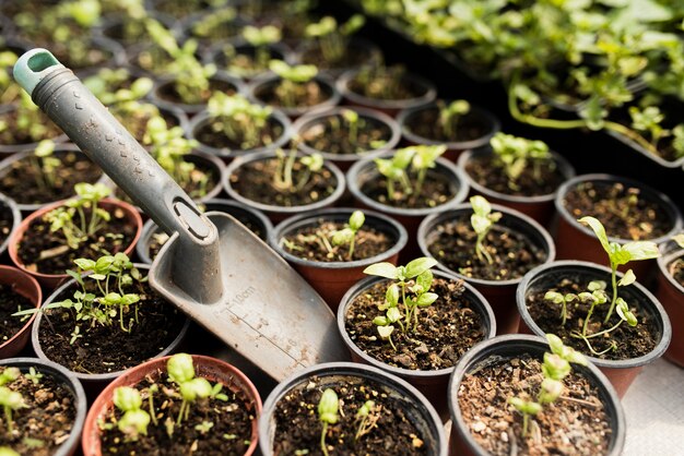 Grand angle des plantes en pot et de la pelle