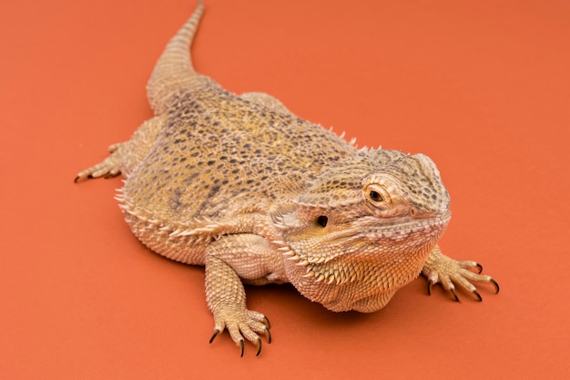 Grand angle de reptile iguane