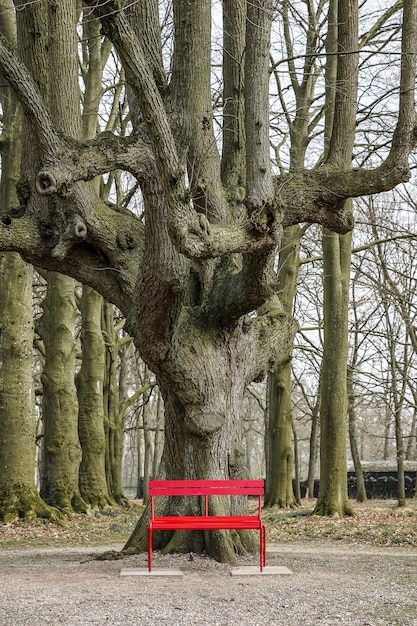 Photo gratuite grand arbre derrière un banc rouge