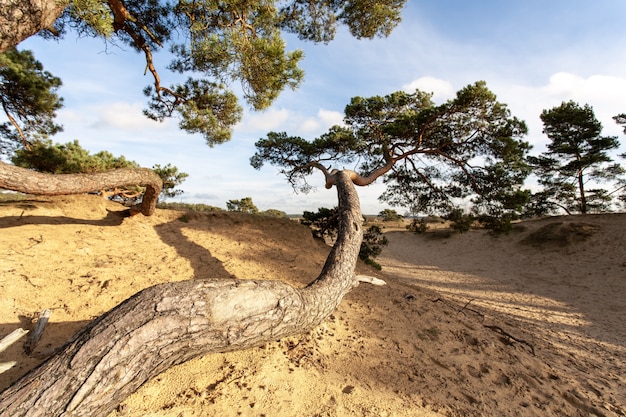 Grand arbre incurvé dans une surface sablonneuse pendant la journée