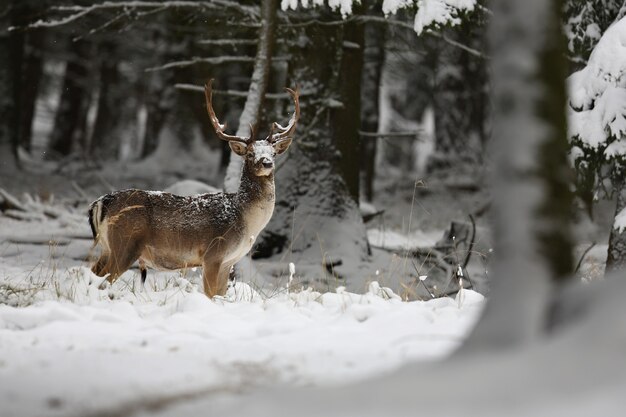 Grand et beau daim dans l'habitat naturel en République tchèque