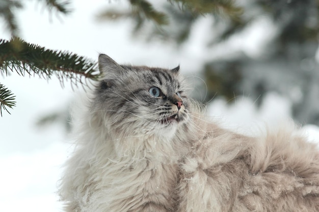 Le grand chat velu marche dans la neige entre les arbres