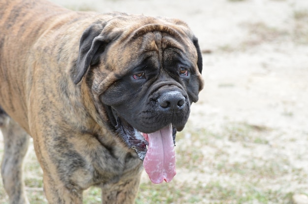 Grand chien bullmastiff avec une grosse langue qui traîne.