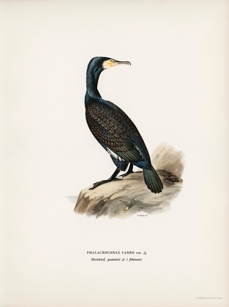 Grand cormoran (Phalacrocorax Carbo) illustré par les frères von Wright.