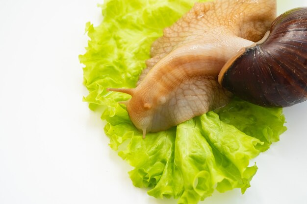 Un grand escargot mange des feuilles de laitue sur fond blanc