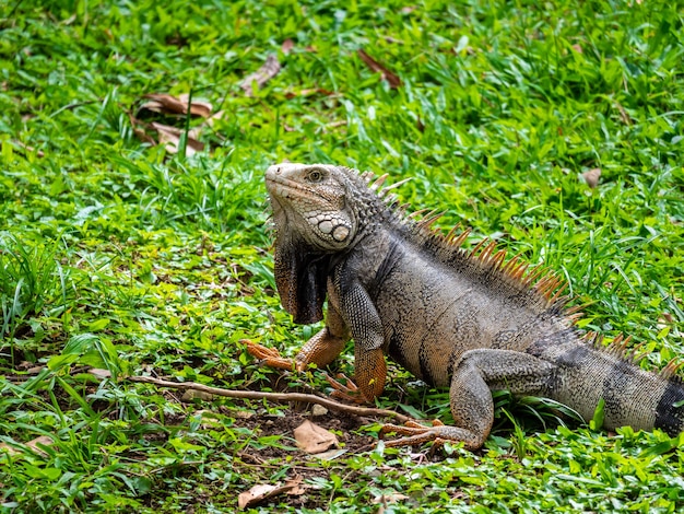 Photo gratuite grand lézard herbivore fixant sur l'herbe