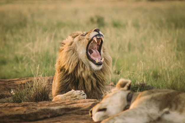 Grand lion allongé sur le sol et bâillant