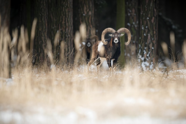 Grand Mouflon Européen Dans La Forêt Animal Sauvage Dans L'habitat Naturel République Tchèque