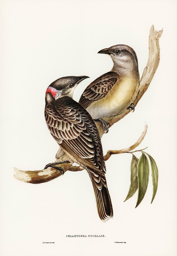 Photo gratuit grand oiseau tonnelier (chlamydera nuchalis) illustré par elizabeth gould
