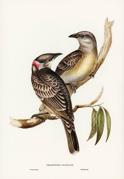 Grand Oiseau Tonnelier (Chlamydera nuchalis) illustré par Elizabeth Gould